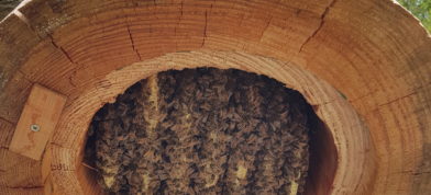 Bee Kind Hives